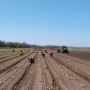 Workers harvest onions for Keystone Fruit Marketing Inc.