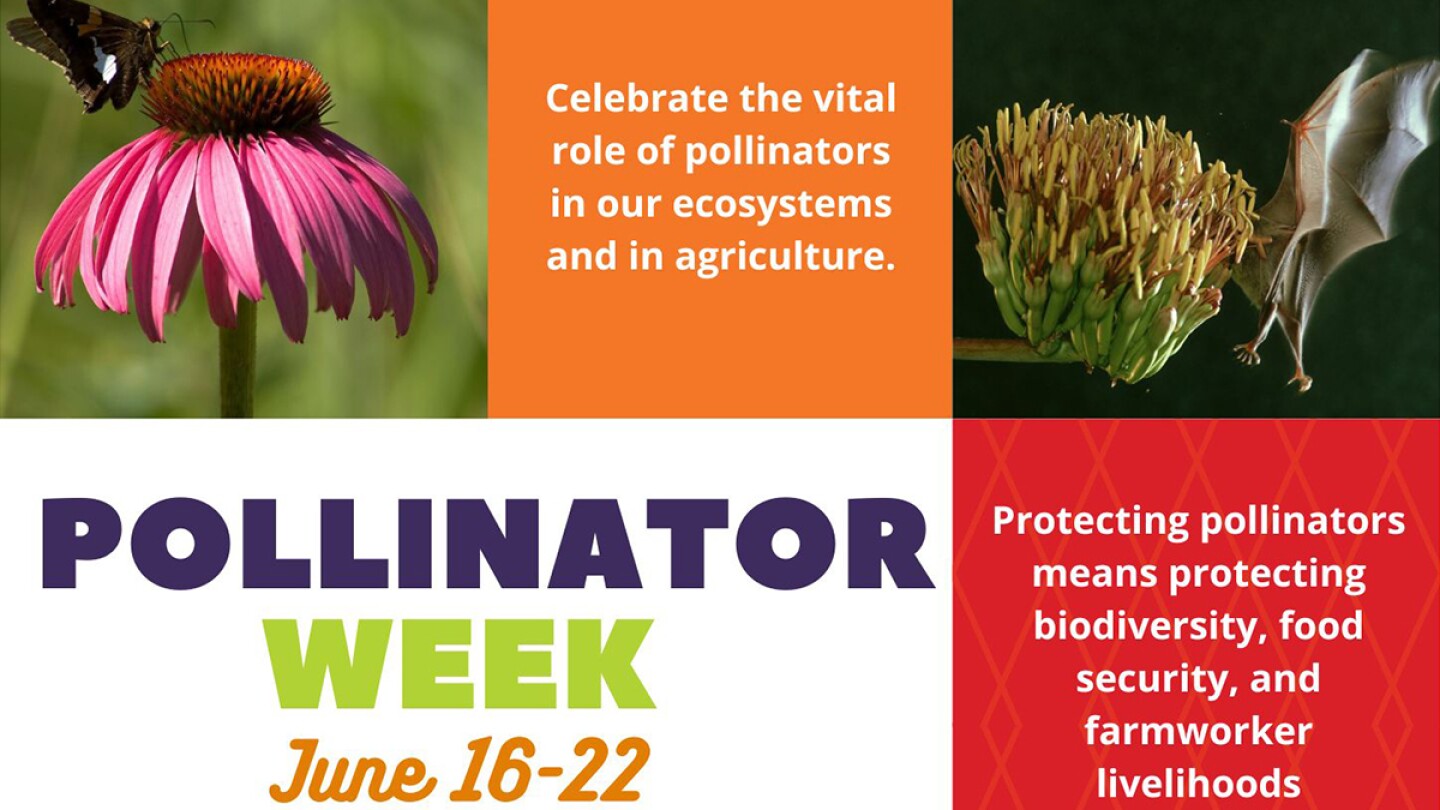 Toolkit Available for Pollinator Week - The Packer