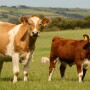 Ohio_Beef_Cattle