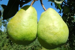 Awesum pear