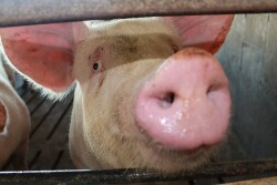 Pig