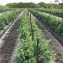 West Coast Tomato Shippers LLC has had “an unbelievable market for the last 3.5 months,” president Bob Spencer said in mid-February. The company started its tomato harvest in October and will continue through June 5.