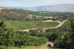 Oppy has partnered with Orchard View Inc. for 10 years.