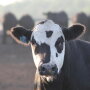 Progressive Beef