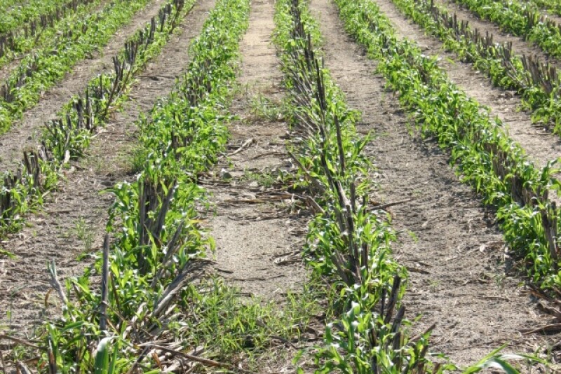 forage_sorghum