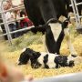 The Calving Corner