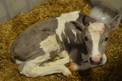 young calf