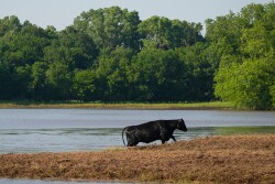 With the unusual weather patterns many cattle producers have been facing this year, implementing Lepto hardjo-bovis prevention strategies will be key in protecting reproductive efficiency.