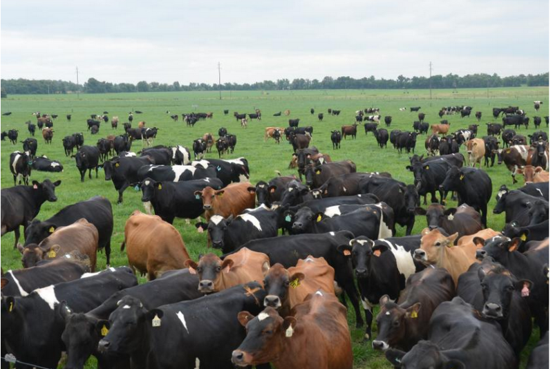 Dairy Cattle