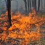 Grass_Fire