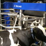 1_cow_waiting_at_the_VMS_-_Copy