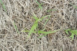 Pearl millet seedling.jpg
