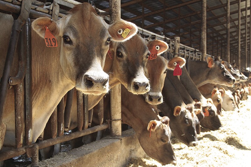 California_dairy_cows