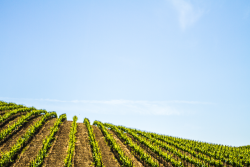Napa vineyard