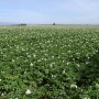 washington russet fields