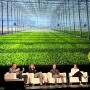 Five panels discuss issues on couches under a big screen with an image of greenhouse grown lettuce.