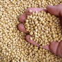 Bill Biedermann of AgMarket.net says the last time soybean stocks to use was below 4%, prices traded at $16 and $18. 