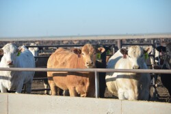 Three steers.GH_.JPG