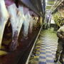 Bernard Moravits inspects cows being milked at his farm in Bloomington, Wis. Moravits does have several choice words for President Trump's move to build "his stupid wall" and deport Hispanic laborers. He thinks it's demeaning to hard-working people.