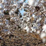 Ed Barnes, senior director of Agriculture and Environmental Research at Cotton Incorporated, says technological change is occurring at a rapid pace. “The technology to do all these things is already here,” Barnes adds. “We want to piece it together.”