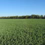 Alfalfa-production-in-North-Florida