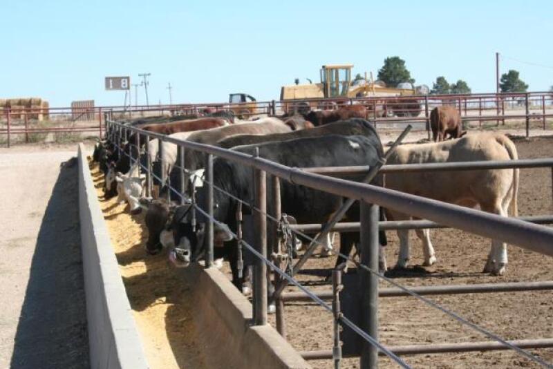 BT_Feedlot_Cattle