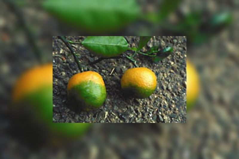 Pictured are two mandarin oranges afflicted with huanglongbing, also known as citrus greening. 