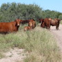 BT_South_Texas_Cows