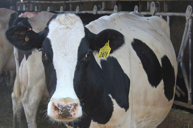Holstein