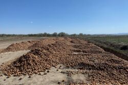 Toward the end of the Idaho-eastern Oregon storage season, tons of onions had to be composted in mid-April because of lost foodservice demand related to the COVID-19 crisis. 