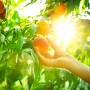 Peaches on a tree picked by a hand
