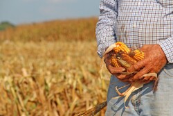 Cluster, Skip Row, and Triple Crop Corn