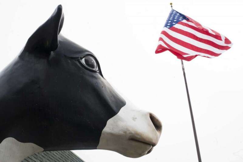 Cow Statue American Flag