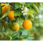 Florida oranges.png