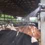 Run sprinklers about one minute—just enough to wet the cows. Shut off for five to 20 minutes to allow cows to dry and cool.