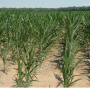Drought Corn