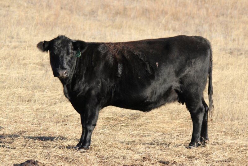 Nebraska Beef Cow