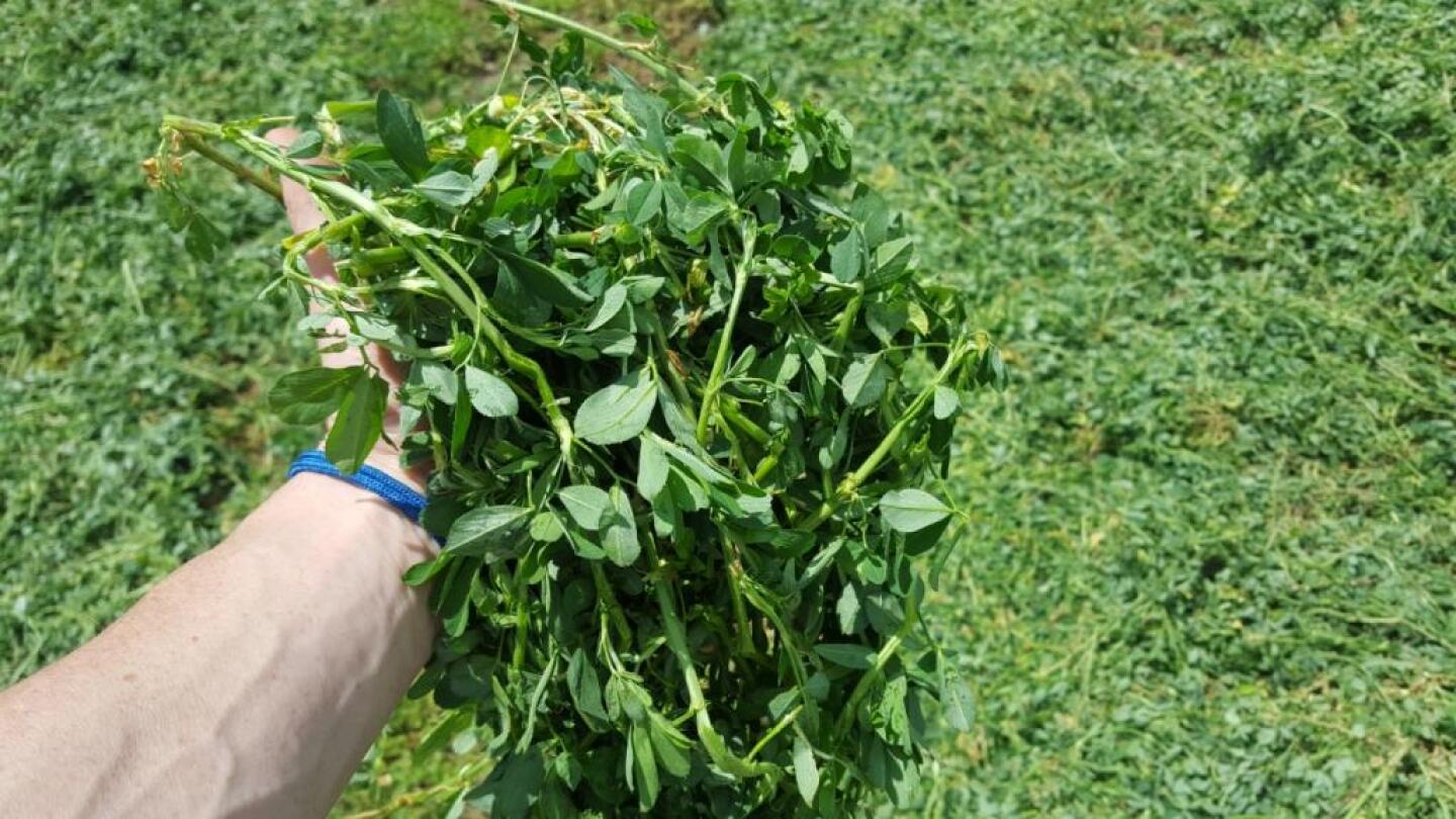 Harvest first crop alfalfa to maximize quality and quantity.