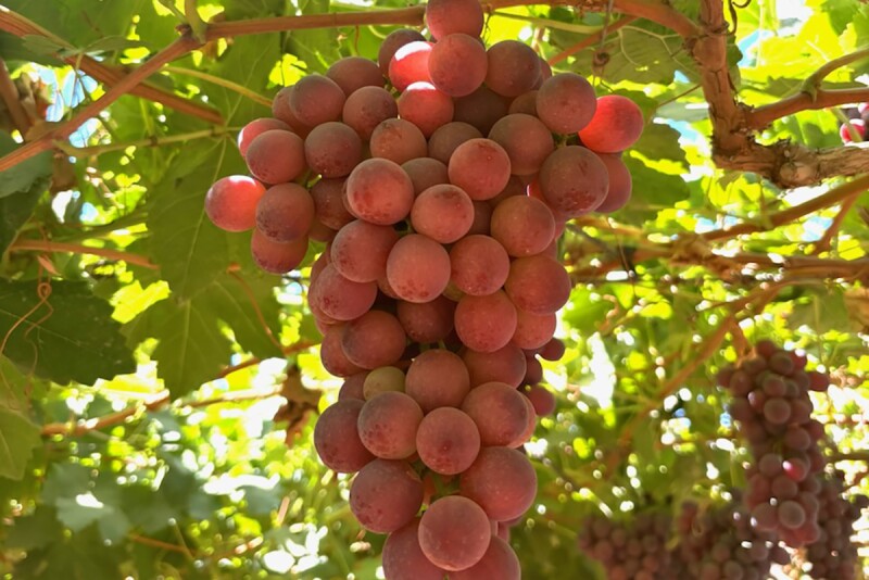 Chilean grapes