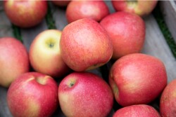 MAIA-L, or Ludacrisp — comes on a little bit later in the season, a week or so ahead of fuji, and is bicolor, very juicy with complex flavors and “a nice sweet-tart balance,” Dodd said. It’s gaining a following in the farmer's market world but has not yet been widely planted commercially.