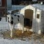 DT Jim Calf Snow Winter.jpg