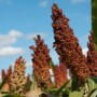 sorghum new sell