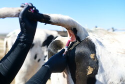 Barb Peterson Sunrise Veterinary Services by Dylan Voyles - blood sampling dairy cows for H5N1 avain flu near Amarillo Texas 05-01-2024 blood sample syringe needle 