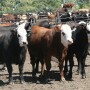 Packer profits surged on higher beef cutout values.