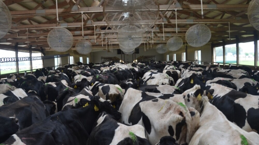 DT_Dairy_Cows_Push_Up_Pen_Fans.JPG