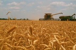 North Dakota Grain Growers are withdrawing from the national wheat organization.