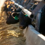 Feed Efficiency