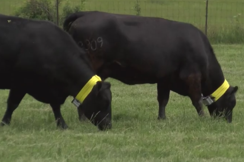 Missouri_Cattle_GPS