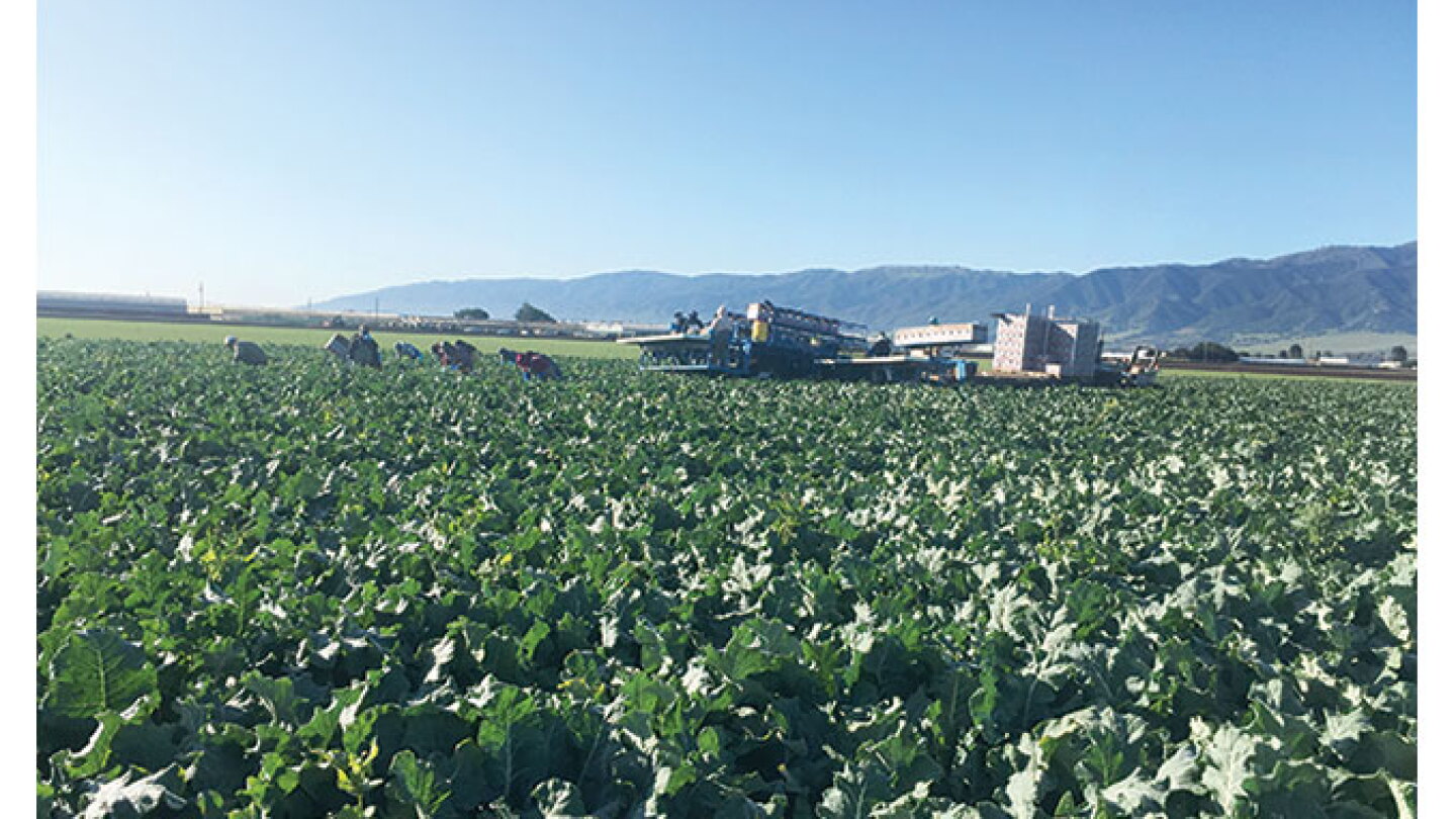 Salinas Valley crops look promising, growers say - The Packer