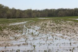 The week started out in a downward trend but ended on a high note due to continued planting delays and lower USDA crop projections. 